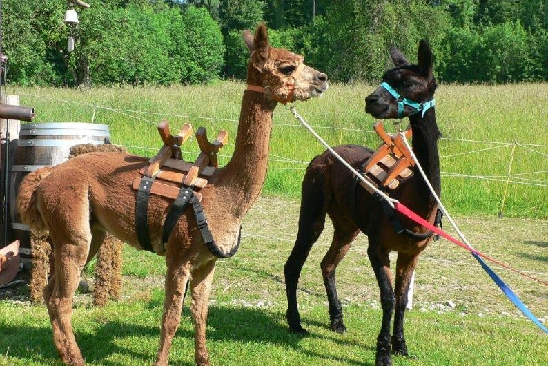 Handling von Alpakas Alpacolor Alpakazucht